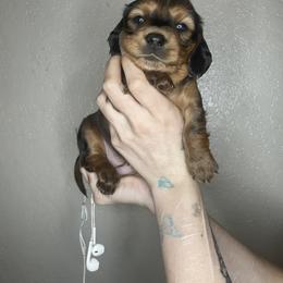 Dachshund Puppies from Monterey bay dachshund kennel