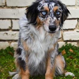 Toast - Blue merle female Australian Shepherd puppy in Lubbock, Texas from REKN’ Kennel Aussies
