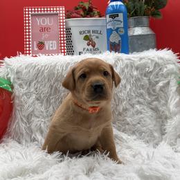 Orange - Yellow male Labrador Retriever puppy in Heath Springs, South Carolina from Rich Hill Retrievers