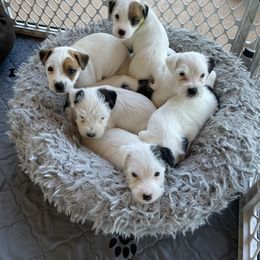 Parson Russell Terrier Puppies from Deep Creek Welsh Farm