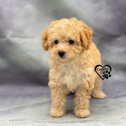 Poodle Puppies from Cuddles n Curls