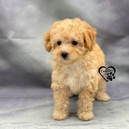 Poodle Puppies from Cuddles n Curls