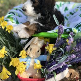 Bernedoodle Puppies from Doodles & Spice