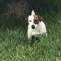 Golden Retrievers and Russell Terriers from VS Golden Fields