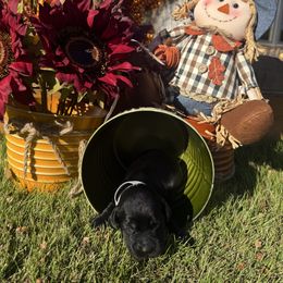 Grey Collar - Black female English Cocker Spaniel puppy in Ohatchee, Alabama from Otter Creek Kennels