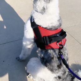 Goldendoodles from Firehouse Doodles