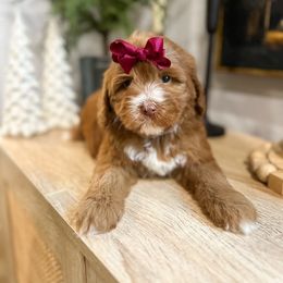 Ember - Caramel red female Australian Labradoodle puppy in Palmdale, California from Doodles_Ko