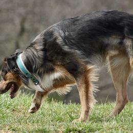 Border Collie All Grown Up from M&D Border Collies