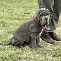Caitlyn - Blue Neapolitan Mastiff puppy in Canyon, Texas from Mastini Della Forte