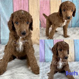 Boots - Red  Poodle puppy in Swansboro, North Carolina from Monarch Standard Poodles
