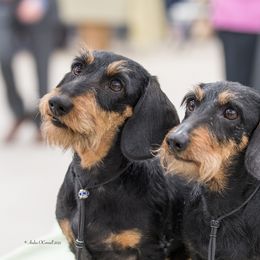 Dachshund All Grown Up from MoonLight Dachshunds