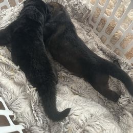 Boy 8 - Sable male German Shepherd puppy in Surprise, Arizona from Vom Wustefeuer German Shepherds