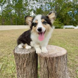 Augustus - Blue merle and white male American Corgi puppy in Florida from Sunrise Corgis