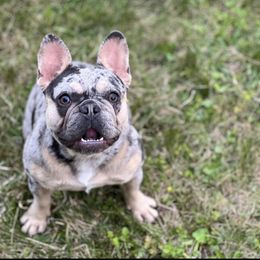 Eleven - French Bulldog