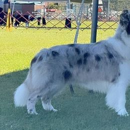 Jolene - Border Collie