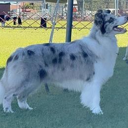Jolene - Border Collie