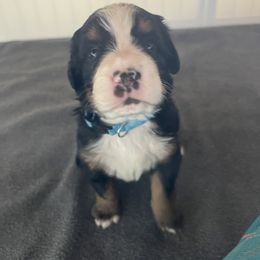 Bernese Mountain Dog Puppies from Hilltop K9