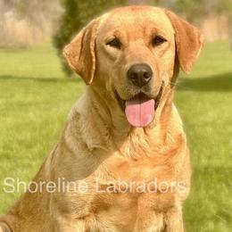 Riley - Labrador Retriever