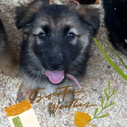Princess Leia - Black and tan female German Shepherd puppy in Yuba City, California from Barton’s German Shepherds