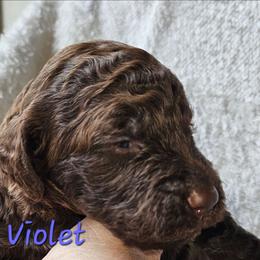 Violet - Chocolate female Goldendoodle puppy in Kansas City, Missouri from Poppy's Doodles