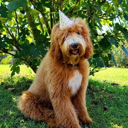 Goldendoodle All Grown Up from Dew Drop Doodles