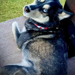 Arya - Pomsky