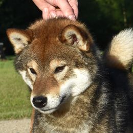 Rhysand - Shiba Inu