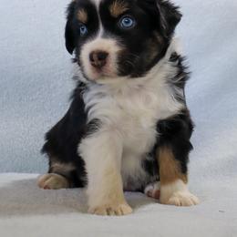 Girl 1 - female Miniature Australian Shepherd puppy in Philpot, Kentucky from Miller Hill Mini American Shepherds and Mini Australian Shepherds