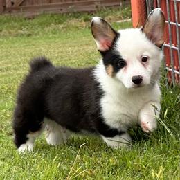 Jaguar - Black and white male American Corgi puppy in Hico, Texas from Chisholm Trail Kennels