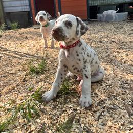 Cactus(LUA) - White and liver brown male Dalmatian puppy in Wilson, North Carolina from New Horizonz Dalmatians
