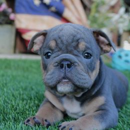 Gizmo - Blue tri-color male Bulldog puppy in Ben Lomond, Arkansas from Miesha Carver's Bulldogs
