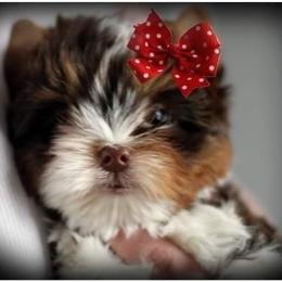Yorkshire Terrier Puppies from Danielle's Yorkie Babies