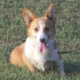 Pembroke Welsh Corgis from Arkansas Corgis