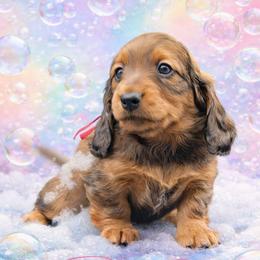 Maroon Collar ON HOLD - Red female Dachshund puppy in Zebulon, North Carolina from Salt of the Earth Dachshunds