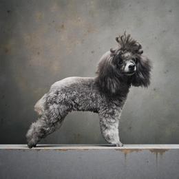 Nani - Poodle