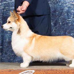 Edith - Pembroke Welsh Corgi
