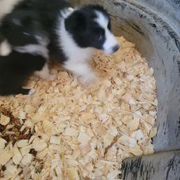 Hank - Black and white male Shetland Sheepdog puppy in Kaycee, Wyoming from Heavenly Shelties