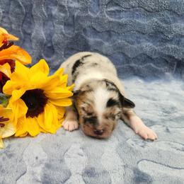 Marty - Blue merle male Miniature Australian Shepherd puppy in Sandown, New Hampshire from Ashby Lou Aussies