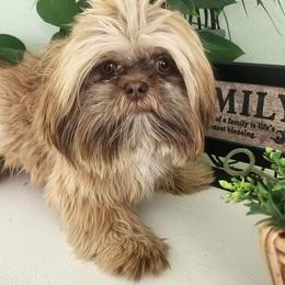 Shih Tzu puppies from Californiadreamyshihtzus