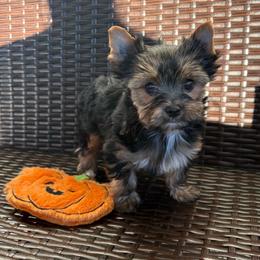 Bear - Black and gold male Yorkshire Terrier puppy in Florence, Alabama from Yorkies of Forest Creek