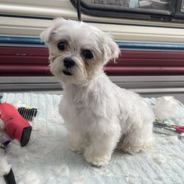 Sushi - Maltese