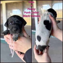 Pink collar black female - Black roan female German Shorthaired Pointer puppy in Crockett, Texas from LL Gun Dogs, LLC