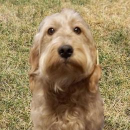 Cuppy - Goldendoodle