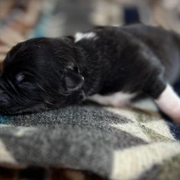 Quesadilla - Black tri female Miniature Australian Shepherd puppy in Bethany, Illinois from Rachel at Marrowbone Creek Aussies