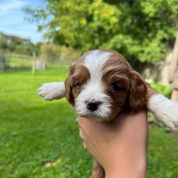 Pecan - Apricot female Cavapoo puppy in Bloomfield, New York from Campbell Cavapoos