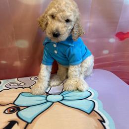 Boston - Cream male Poodle puppy in Mobile, Alabama from Semmy’s Standard Poodle LLC