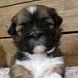 Bobble - Brown male Lhasa Apso puppy in Jefferson, New York from Absolute Lhasa Love