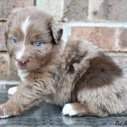 Starsky - Red merle male Australian Shepherd puppy in Wichita Falls, Texas from Spotted Mule Aussies