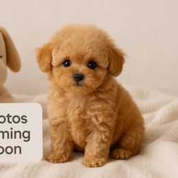 Peanut - Cafe au lait female Poodle puppy in Highland Ranch, Colorado from Toy Poodles