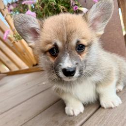 Rye - Sable male Pembroke Welsh Corgi puppy in Hand County, South Dakota from Hills End Corgis